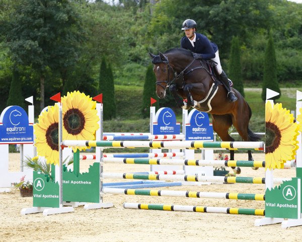 Springpferd Unastella M (Österreichisches Warmblut, 2016, von Alfy)