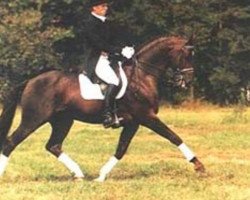 Deckhengst Variant (KWPN (Niederländisches Warmblut), 1979, von Afrikaner xx)
