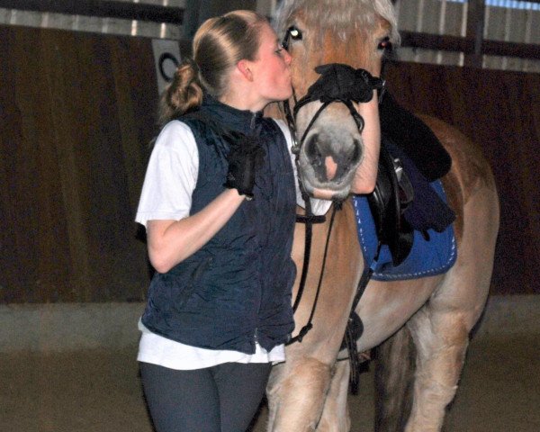 dressage horse Nando 525 (Haflinger, 1999, from Nebos I (3,125% ox))