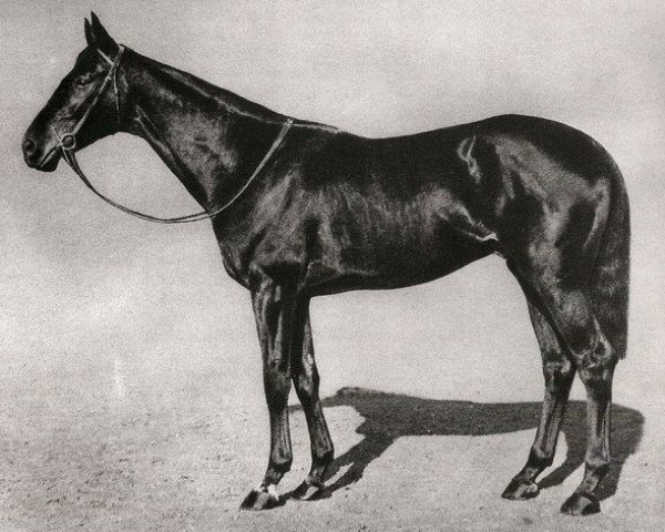 Deckhengst Dark Legend xx (Englisches Vollblut, 1914, von Dark Ronald xx)