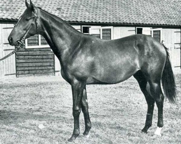 stallion Sayajirao xx (Thoroughbred, 1944, from Nearco xx)