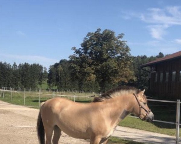 horse Hannah des Forges (Fjord Horse, 2017, from Nick des Forges)
