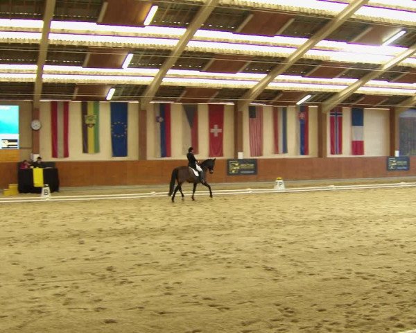 Reitturnier Weikersdorf am Steinfelde 2022