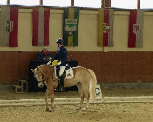 Reitturnier Weikersdorf am Steinfelde 2022