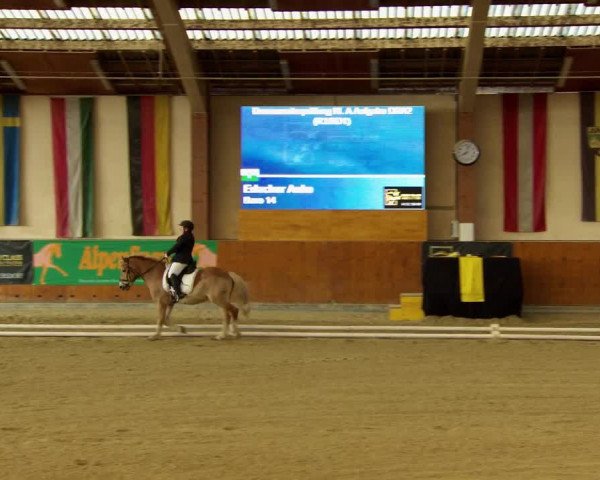 Reitturnier Weikersdorf am Steinfelde 2022