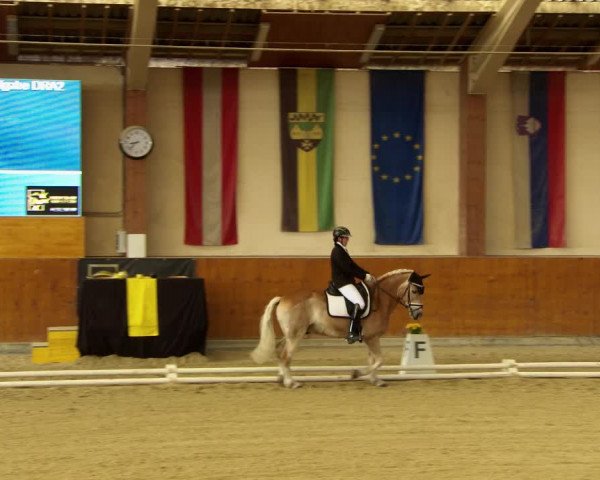 Reitturnier Weikersdorf am Steinfelde 2022