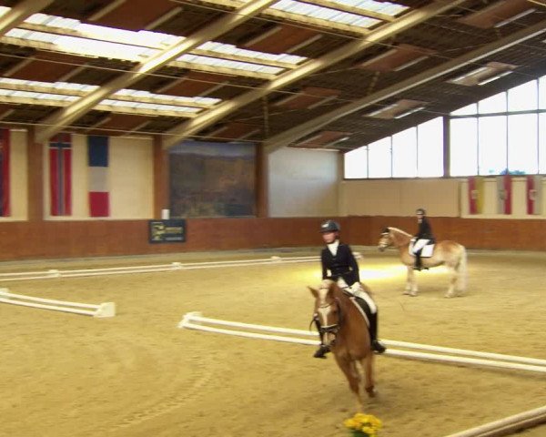 Reitturnier Weikersdorf am Steinfelde 2022