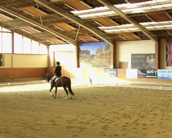 Reitturnier Weikersdorf am Steinfelde 2022