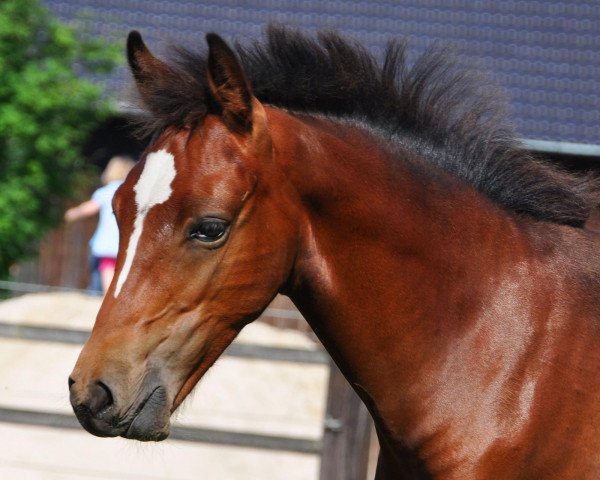 horse Fohlen D Nr.4 (Westphalian, 2012, from A Gorgeous)