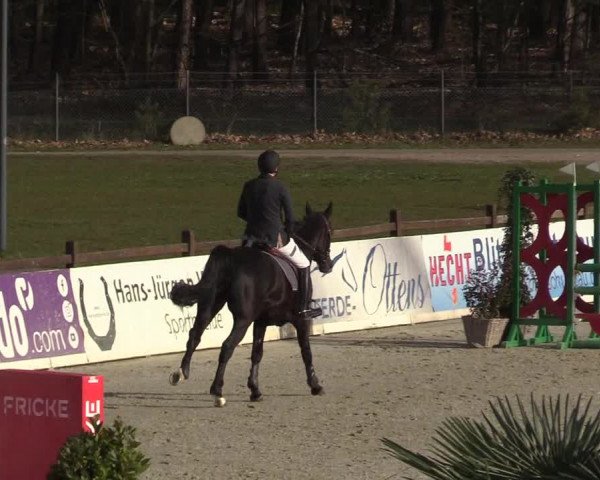 Reitturnier Westergellersen 2022