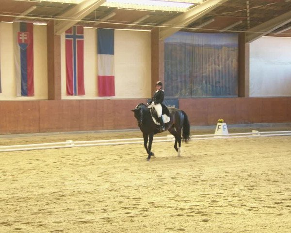 Reitturnier Weikersdorf am Steinfelde 2022