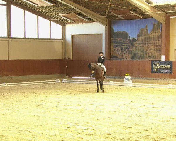 Reitturnier Weikersdorf am Steinfelde 2022