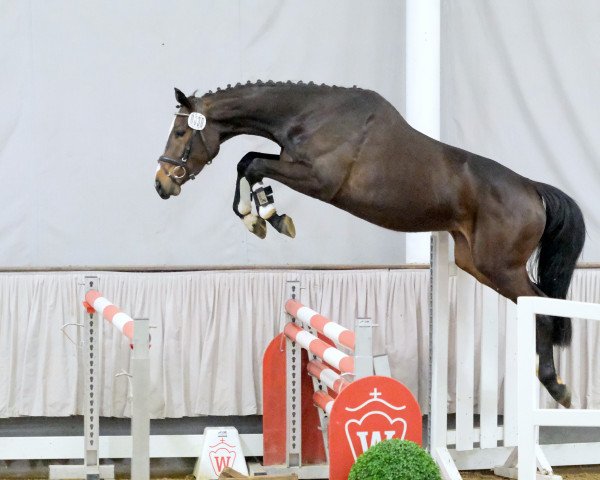 Pferd Daisy Lou (Westfale, 2019, von Dembelé L)