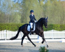dressage horse Rocko Veneziano (Westphalian, 2015, from Rock Forever NRW)