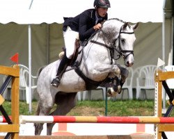 stallion Catch Up (Hanoverian, 2006, from Calido I)
