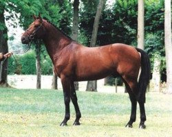 stallion Fétiche du Pas (Selle Français, 1993, from Le Tot de Semilly)