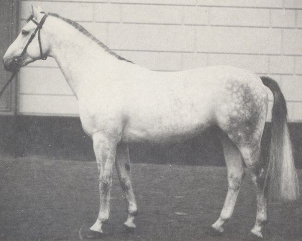 stallion Deichvogt (Hanoverian, 1971, from Duktus) stallion Deichvogt (Hanoverian, 1971, from Duktus)