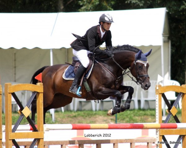 jumper Grimaldi 78 (Hanoverian, 2006, from Graf Top)