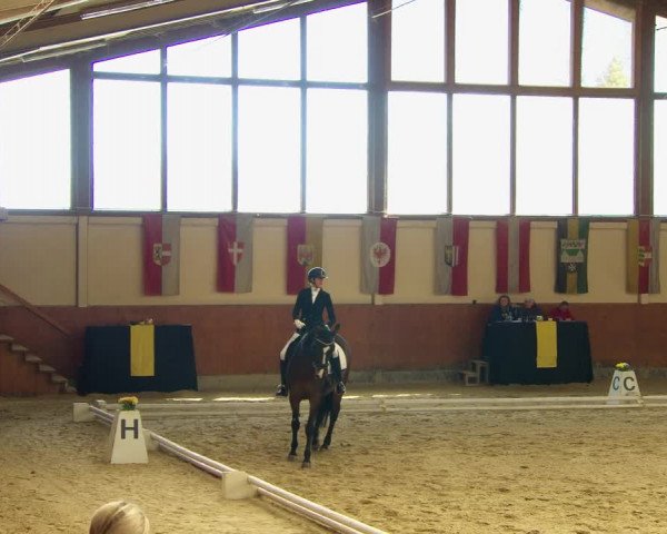 Reitturnier Weikersdorf am Steinfelde 2022
