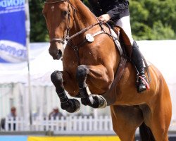 jumper Eine Wiekeine (KWPN (Royal Dutch Sporthorse), 2007, from Numero Uno)