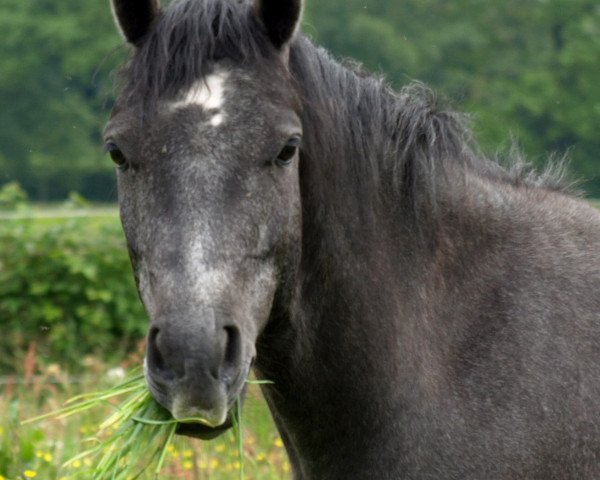 jumper Don Filou D (German Riding Pony, 2006, from Dreamcatcher)