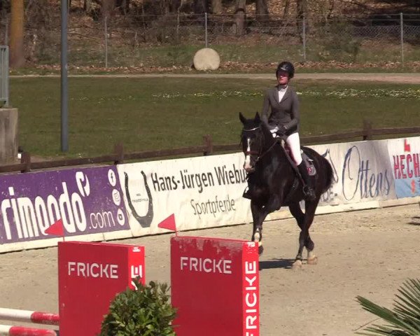 Reitturnier Westergellersen 2022