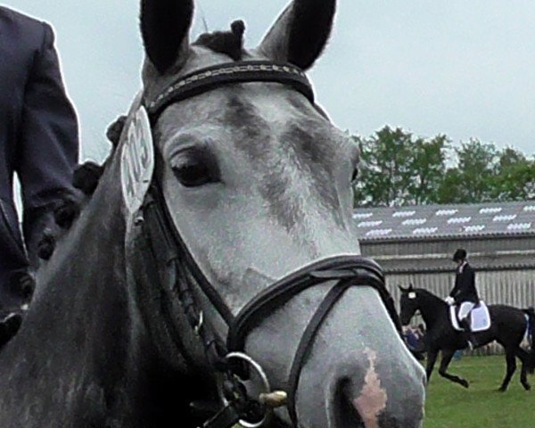 broodmare Tiquilla D (German Riding Pony, 2007, from Hilkens Black Delight)
