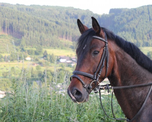Springpferd Chicago (Rheinländer, 2008, von Cassini Boy Junior)