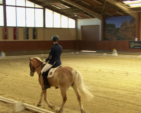 Reitturnier Weikersdorf am Steinfelde 2022