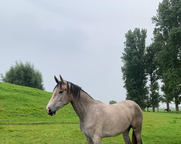 jumper Golightly P (Hanoverian, 2019, from Grey Top)