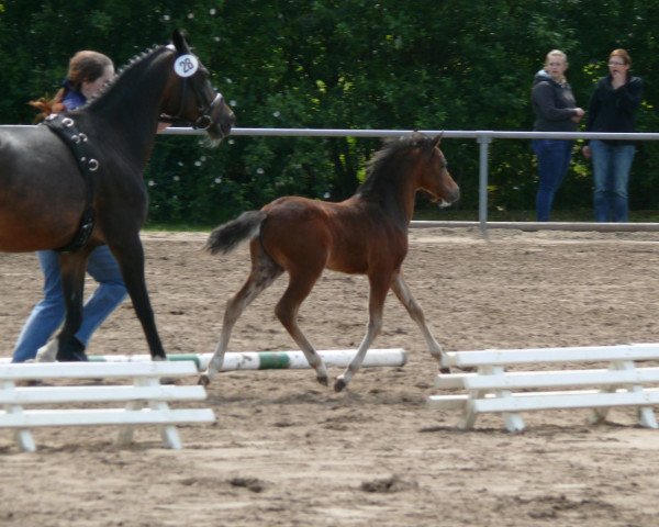 Dressurpferd Bobby Blue Moon (Deutsches Reitpony, 2013, von Top Berlin)