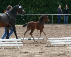 dressage horse Bobby Blue Moon (German Riding Pony, 2013, from Top Berlin)