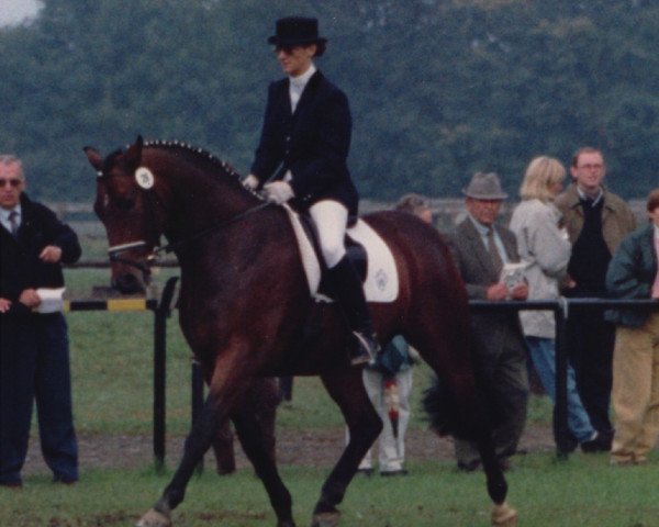 horse Astilos (Westphalian, 1990, from Akitos xx)