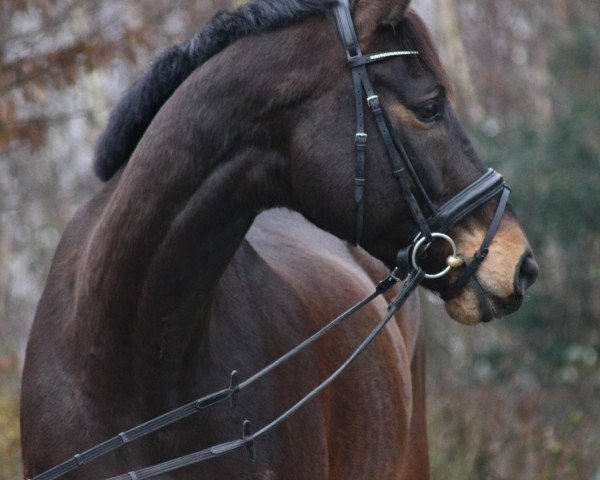 horse Ricci finaud (Westphalian, 2006, from Riccione)