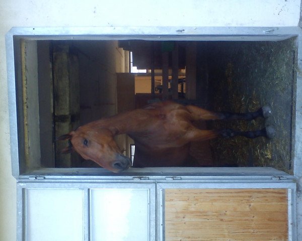 jumper Localino (Oldenburg, 2006, from Lacatraz)
