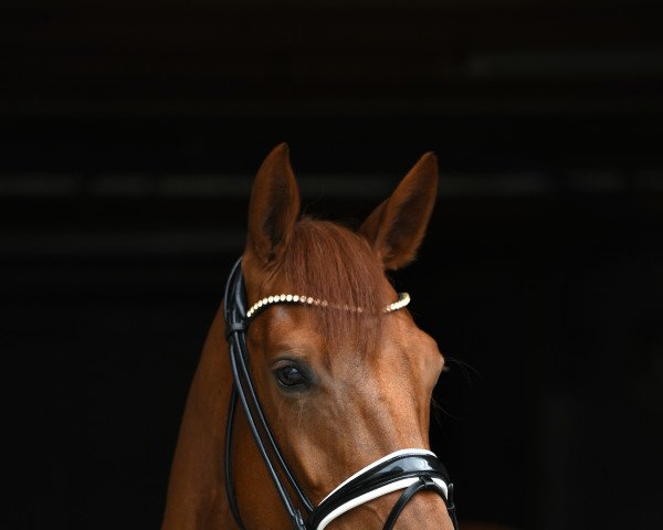 Pferd Valea 9 (Hannoveraner, 2016, von Veneno)