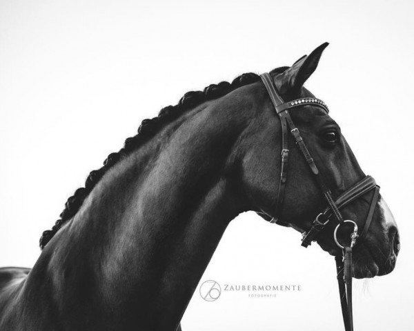 horse Cashman's Best (Oldenburg show jumper, 2003, from Cashman)