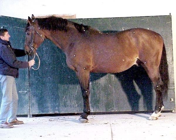 stallion Emir Platiere (Selle Français, 1992, from Papillon Rouge) stallion Emir Platiere (Selle Français, 1992, from Papillon Rouge)