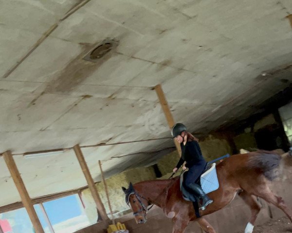jumper Lanarc (German Sport Horse, 2003, from Lafitte)