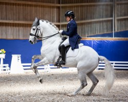 dressage horse Incrivel (Lusitano, 2013, from Pioneiro)