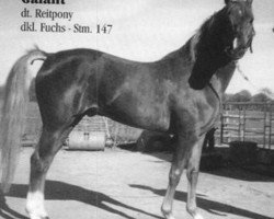 Deckhengst Galant (Deutsches Reitpony, 1977, von Downland Chevalier)