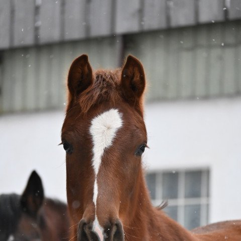 horse Diva Rouge (German Sport Horse, 2020, from Blue Hors Baron)