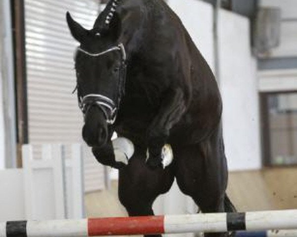 broodmare Diva K 2 (Westphalian, 2010, from Diarado)