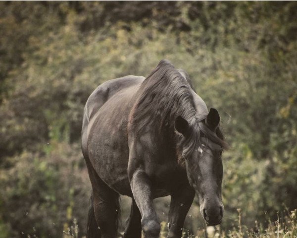 horse Amora 25 (Trakehner, 2006, from Heops)