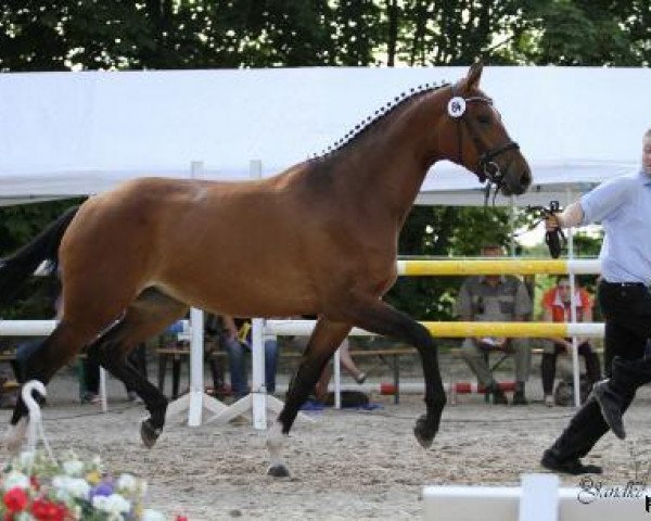 broodmare Coco Chanel K (Westphalian, 2009, from Coronas 2)
