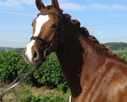 broodmare Faszinata K (Westphalian, 2008, from Fürst Grandios)