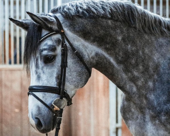 stallion Atlantic Blue TF (Westphalian, 2016, from Arko III)