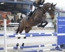 jumper Trenta des Bles 2 (Holsteiner, 2007, from C-Trenton Z)