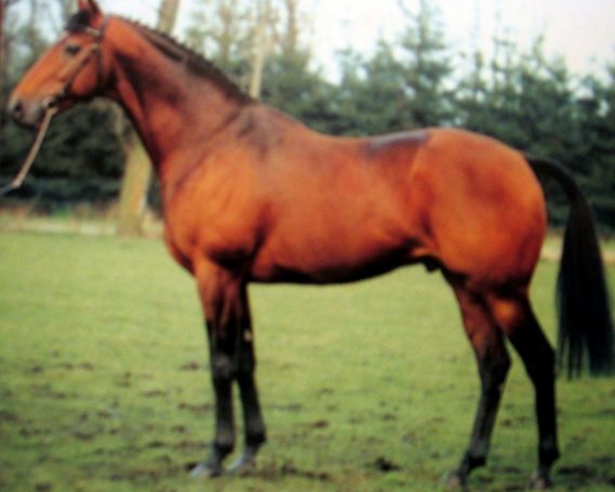 stallion Oula Owl xx (Thoroughbred, 1980, from Tachypous xx)