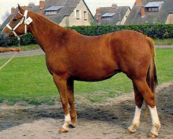 Zuchtstute Lady de la Cour (Selle Français, 1977, von Starter)